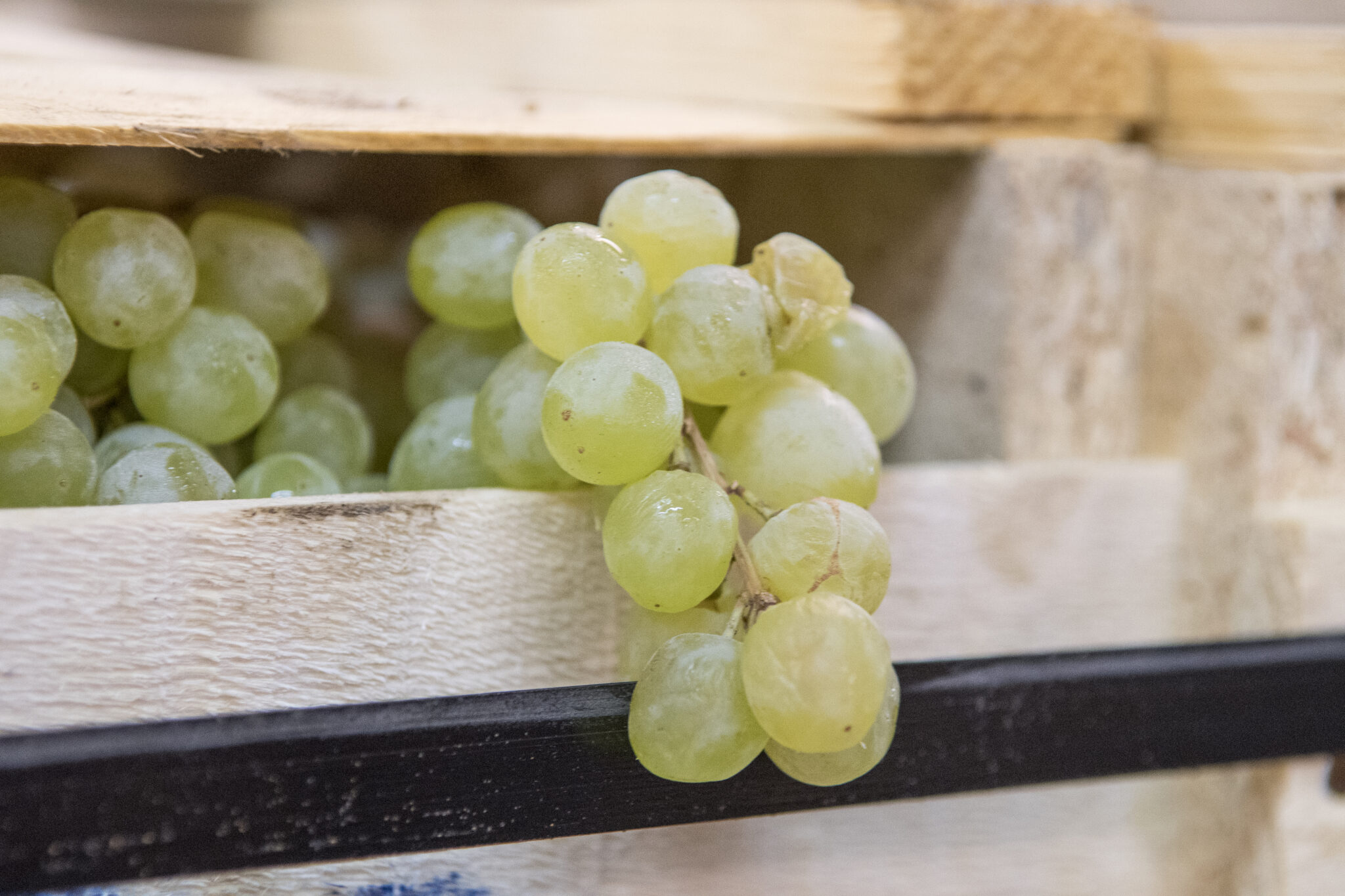 Gallery New York's Best Wine Grapes