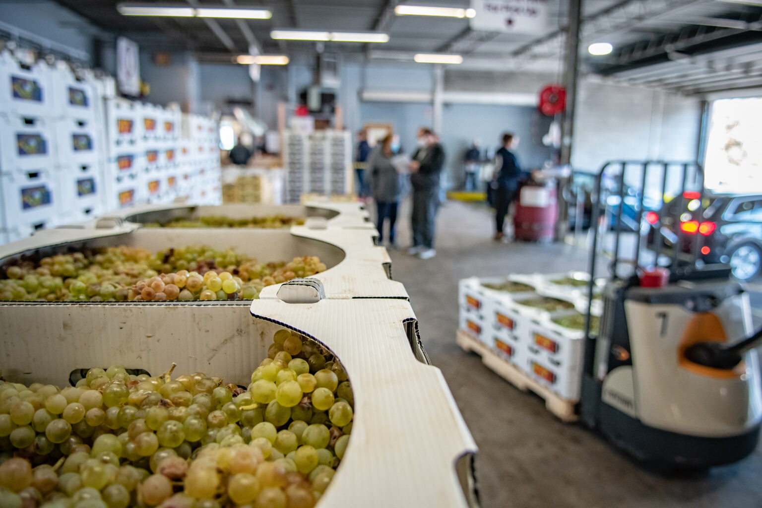 Gallery New York's Best Wine Grapes