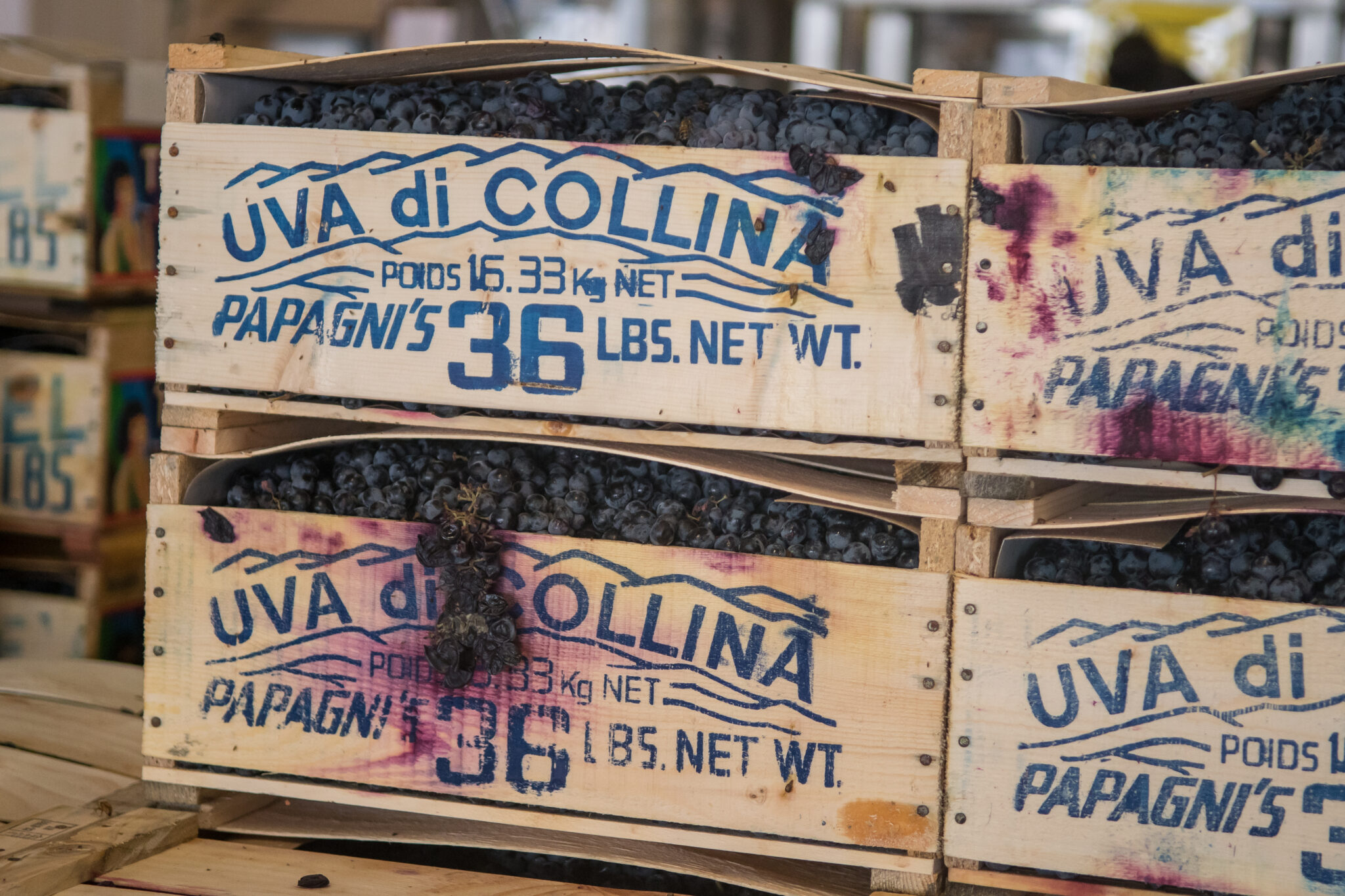 Gallery New York's Best Wine Grapes