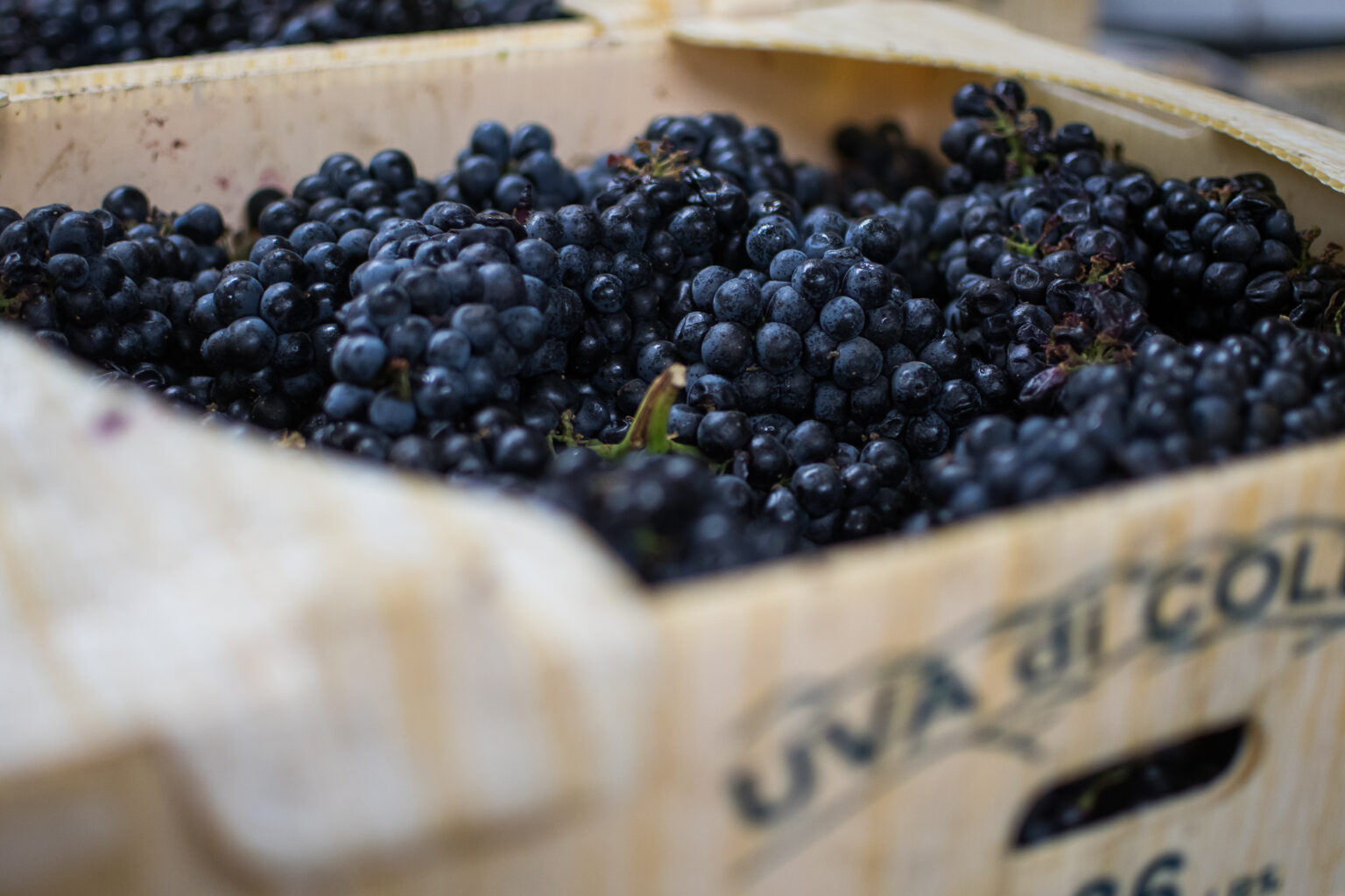 Gallery New York's Best Wine Grapes