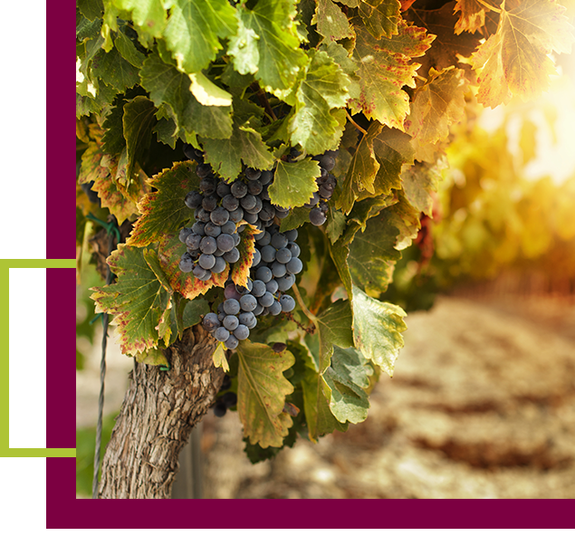 Prospero Winery Is Proud to Celebrate Our 50th Anniversary Prospero