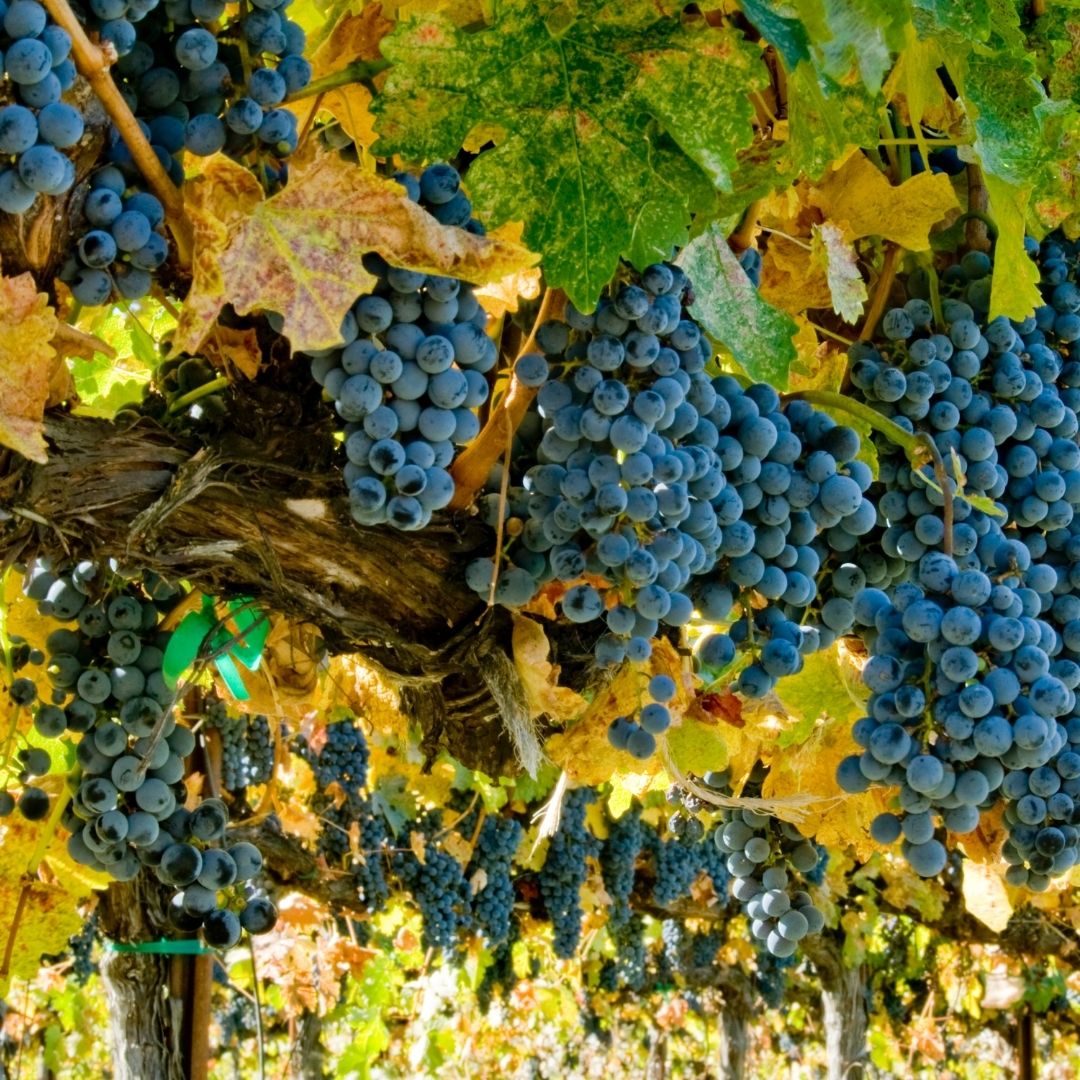 Prospero Winery and Grapes Prospero Winery & Grapes