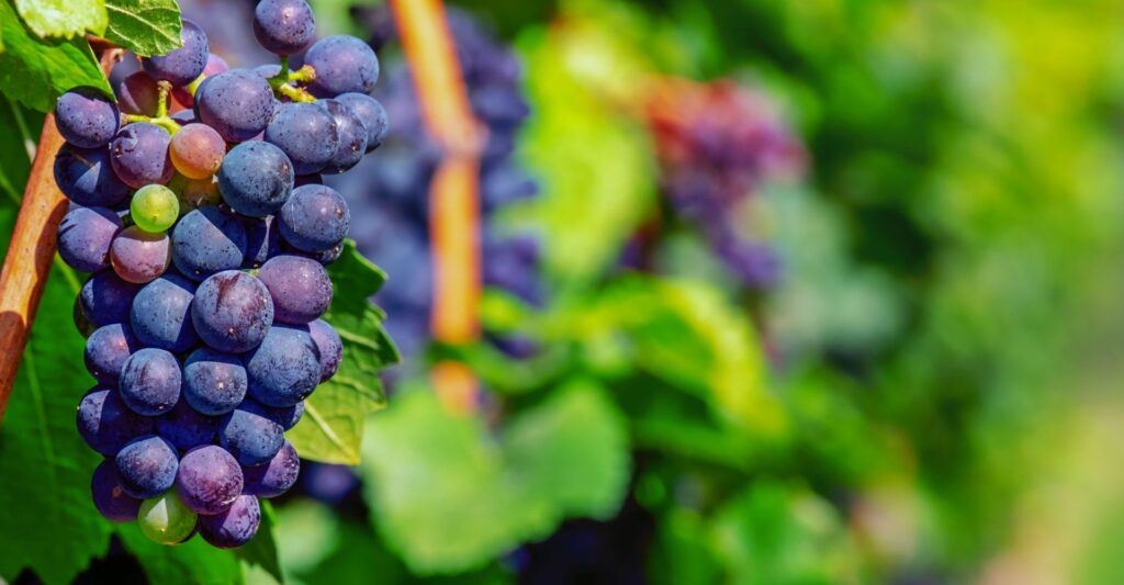 red grapes in a vineyard