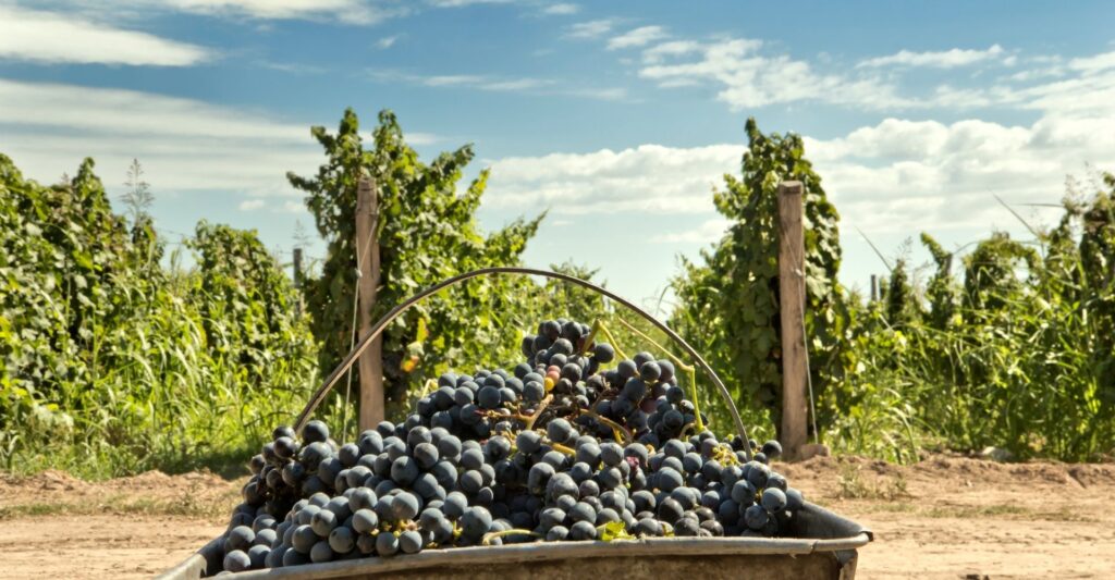 bucket of grapes in a vineyard