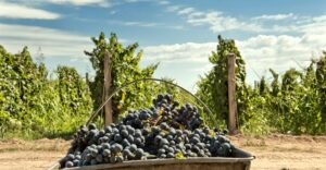 bucket of grapes in a vineyard