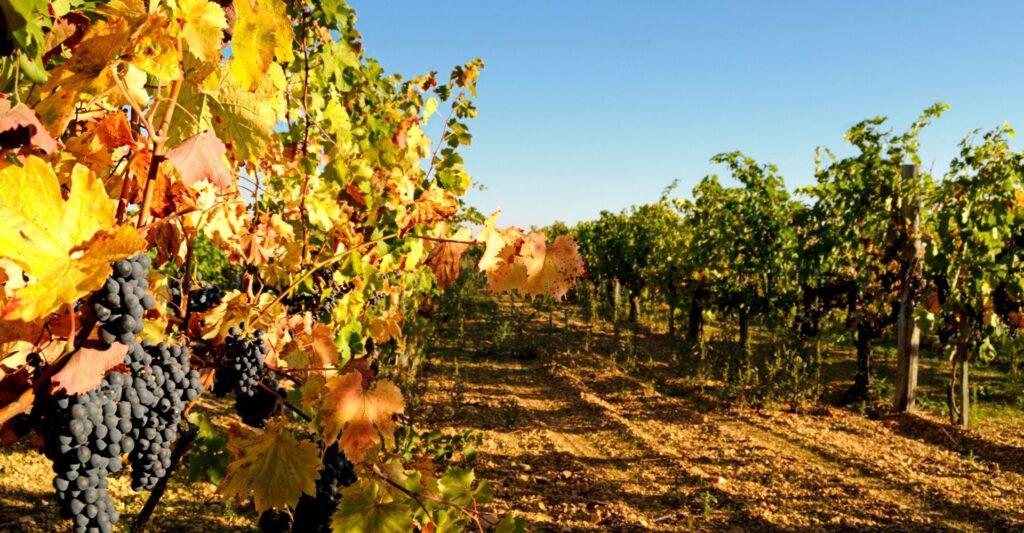 glowing grape vineyard