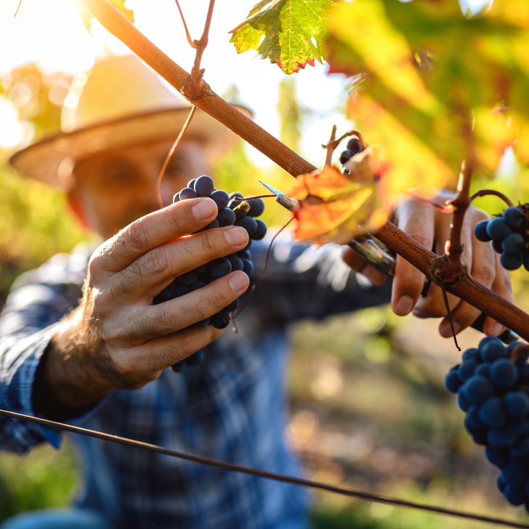 Wine Worth Celebrating About Prospero Winery & Grapes