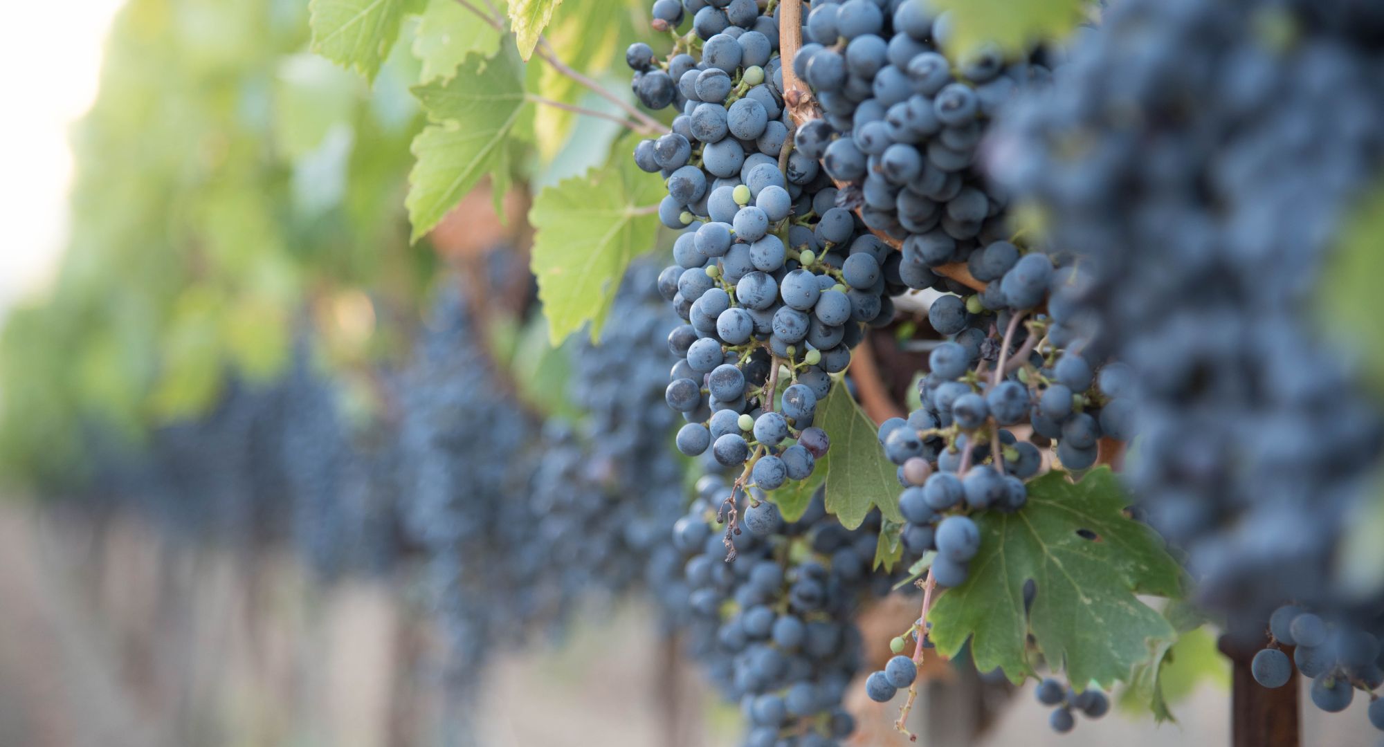 What's the Difference Between Grapes and Wine Grapes? Prospero Winery