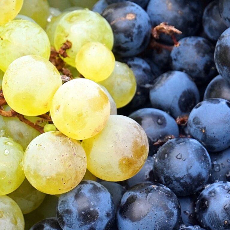 What's the Difference Between Grapes and Wine Grapes? Prospero Winery